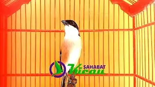 OCEHAN BURUNG CENDET GACOR 2020