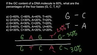 How to find percent of the bases in DNA (Chargaff's rule)