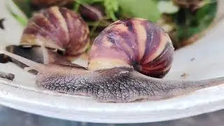 Land Snails Climbing & Eating Fresh Vegetables 