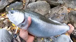 Mid Fall Steelhead Fishing - Georgian Bay Tributary - Southern Ontario - 2023