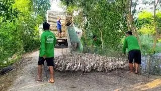 At dawn, the ducks are herded onto trucks to be moved to new fields.