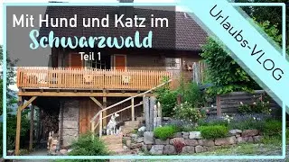 Urlaub 2021: Schwarzwald Idylle | Wandern mit Abby und Anila trotz PL? Katze Zelda auf Vogeljagd