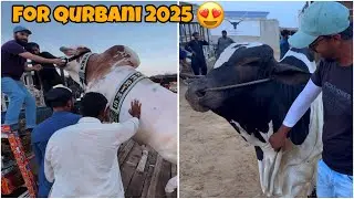 Bachry Ko Nazimabad Chorhny Chaly Gaye 😍💥 | Wahaj Bhai Ki Qurbani 2025 ❤️ | AR Maani