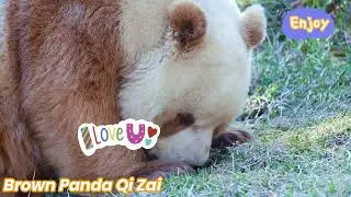 Funny brown panda Qi Zai. 😂