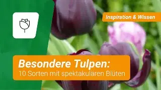 Tulpen: 10 Sorten mit spektakulären Blüten