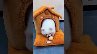 youpii j'aurais un ami poussin.