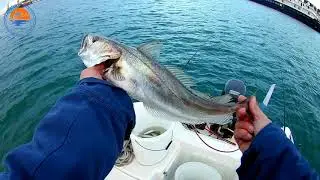 Fishing in Croatia - Mali Losinj - European hake - Oslić & Bonito