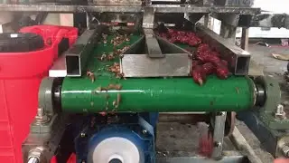 Hello River Dates Fruit Seed Remover Dates Removing Machine Pakistant India Fruit Core Seed Remover