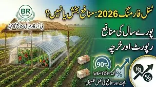 Tunnel Farming 2026 | Cost and Complete information | Tunnel Farming Pakistan 