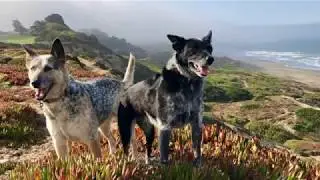 Texas Heeler - medium size dog breed