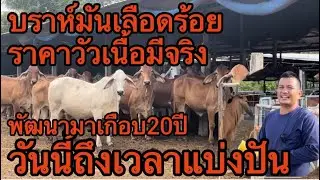 บราห์มันเลือดร้อยราคาวัวเนื้อหลักหมื่นมีจริงพัฒนามาเกือบ20ปีมีวัวเกือบร้อยเปิดราคาทุกตัวสวยๆทั้งนั้น