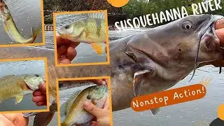 Multispecies Fishing the Susquehanna River: Catfish, Smallmouth Bass, Walleye, Perch, and Bluegill