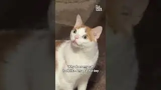 Celebrity Lookalike Cat Makes Weird Face
