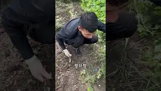东北农村的幸福生活，把毛葱起了种白菜，老公慢慢锻炼手，加油！#记录我的农村生活 #三农 #新农人计划2023 #记录真实生活 #旧房改造 @抖音小助手