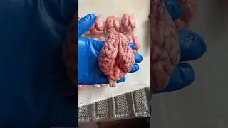 Awesome 😱 Butcher Pork Brain #knifeskills #shorts