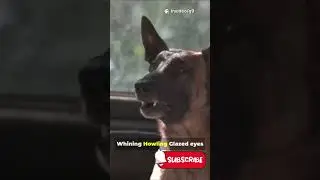 7 Quiet Signs Your Dog is Stressed l In 60 Seconds