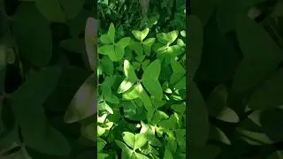 Changeri Plants #shorts #ytshorts #changeri #plant