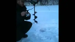 Artic char