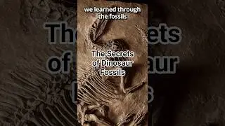 DINOSAUR FOSSILS: Nature's Time Capsules Explained
