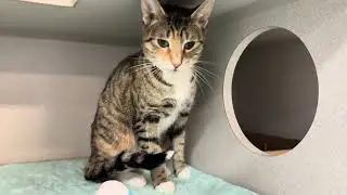 Mercury 246549 is a sweet and quiet gal❤️