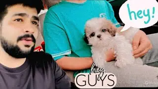 Shihtzu Vs Injection 😂 | Emotional + Funny Reaction | Sahilvlogs | @SAHIL08.__