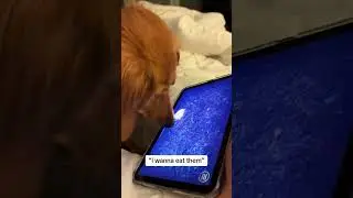 This gamer dog gets triggered like a true gamer 😆