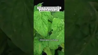 Cum &icirc;ți dai seama dacă ai prea mult azot &icirc;n sol? #azot #gradinarit #gradina