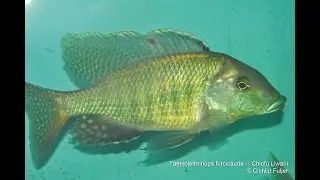 Taeniolethrinops furcicauda Chiofu liwani