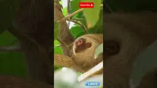 The Slow Life of Sloths: Adaptations and Behavior #shorts