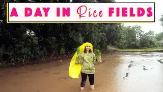 4K| Come with me to the Rice Fields | Rice farming | Monsoon travel