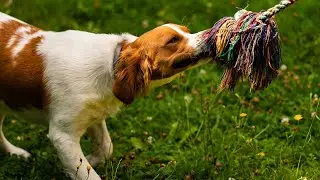 The Versatile and Adaptable Brittany Dog The Perfect Companion for Any Lifestyle