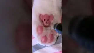 Cute Cat paws 🐾#cat #catvideos #trending #shorts #kitten #youtubeshorts #explore #cute #bestcats #yt