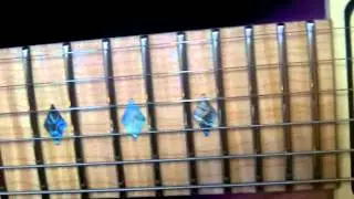 Распаковка гитары Carvin ST300 