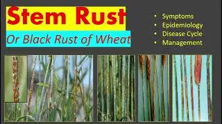 Stem or Black Rust of Wheat, Symptoms, Epidemiology, Cycle and Control Strategies (Urdu/Hindi)