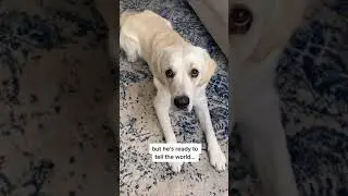 Cute Golden Retriever Has Resting Sad Face