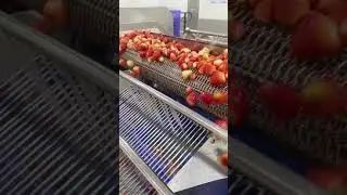 Chinese factory making frozen strawberries