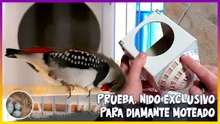 NIDO EXCLUSIVO PARA DIAMANTE MOTEADO, prueba🦜(EXCLUSIVE NEST FOR FIRETAIL)