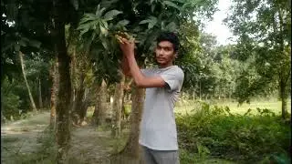Growing Mango Trees In My Village Roadside Part 01