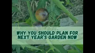 Why You Should Plan for Next Year's Garden Now