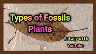 Types of Fossils Plants | Paleobotany | Fossils | Fossils types | Fossilization | #botanywithyoutube