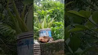 Art meets nature vasanth arts channel squirrel 🐿️ breakfast time ❤️ funny and cute moments 😄💞  