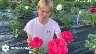Cytherea peony. Цитерия пион. Пулков сад