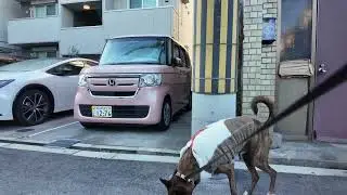 From Chinese Countryside to Japanese Streets: A Heartwarming Walk with My Dog 🐶🇨🇳➡️🇯🇵