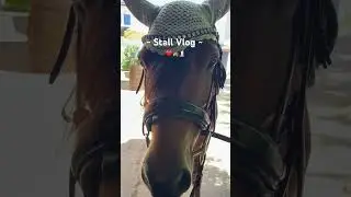 #stall #vlog #calimero #reiten #weide