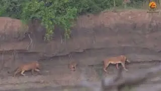 SAD! A brave lion cub ran the gauntlet and fell in the mouth of a CROCODILE and SMASHED! 