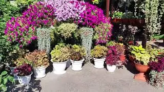Колеусы в саду. Выращивание колеуса в кашпо.Уход, полив, удобрения.Обработка от вредителей. Обзор.