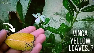 7 Reasons - Why The Vinca Leaves Turning Yellow...?