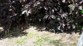 Wildlife at the resort in Cancun