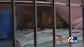 RISPCA removes 21 cats, kittens from Tiverton home