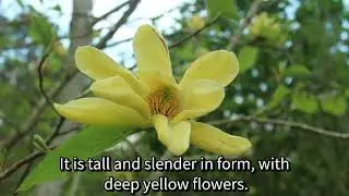 Hammond Highlight of the Month: Yellow Magnolias Part I